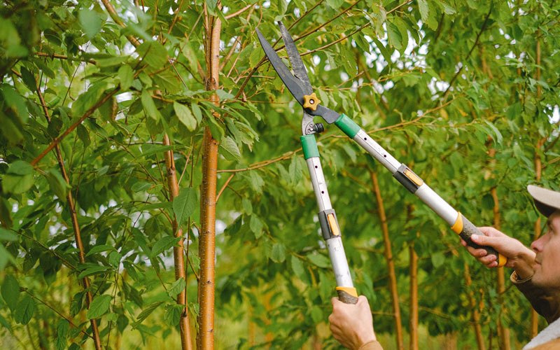 Tree trimming in Lochgelly, WV