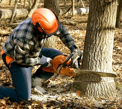 Tree Removal in Lochgelly, WV